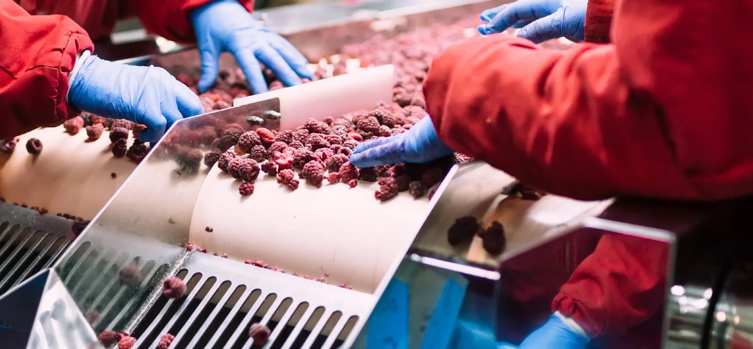 Operarios con bata y guantes clasifican fruta en una línea de producción de alimentos